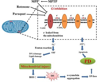 Pharmacological Modulation of Nrf2/HO-1 Signaling Pathway as a Therapeutic Target of Parkinson’s Disease